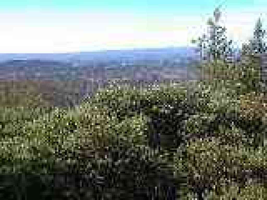 View west