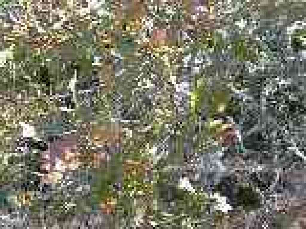 Oak