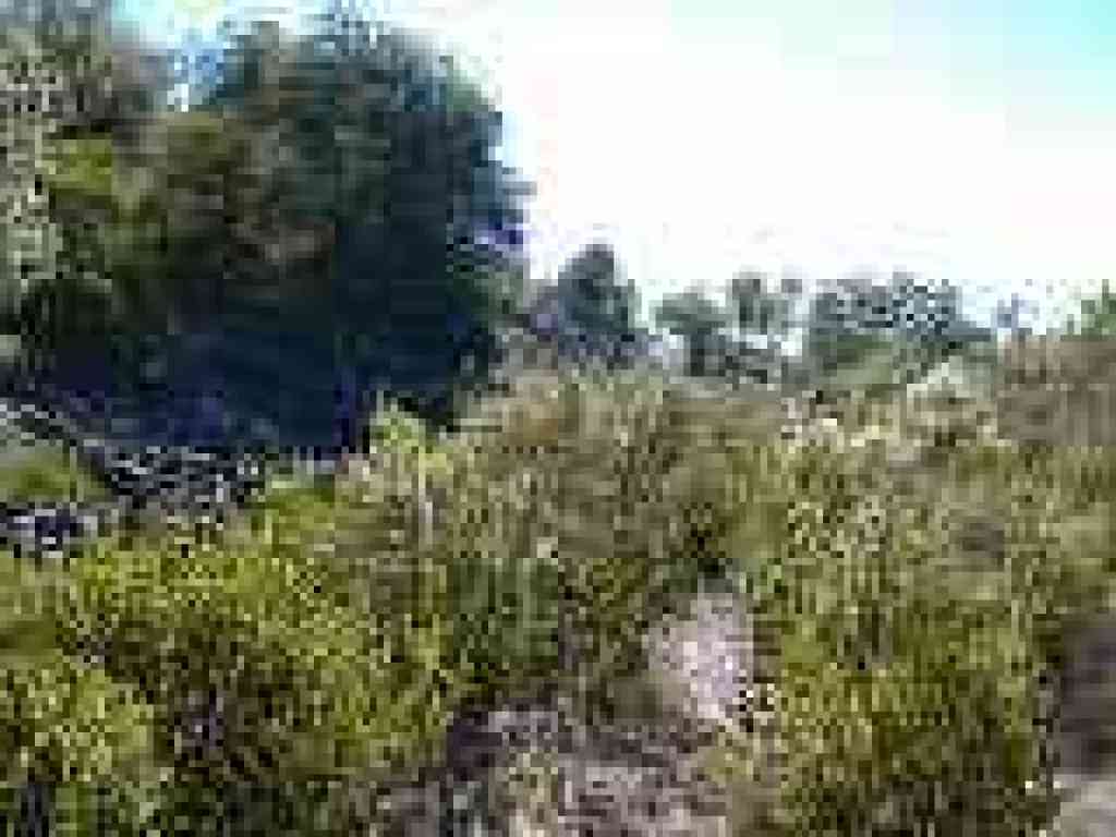 Path through manzanita and coyote brush