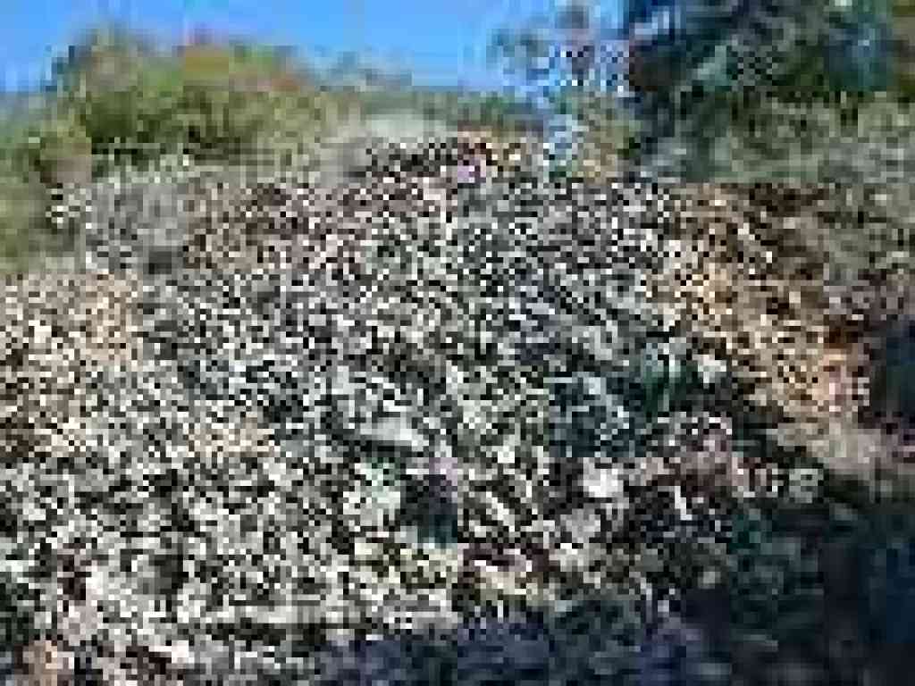 Rocks