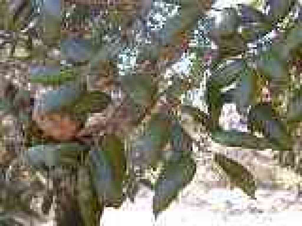Coast live oak