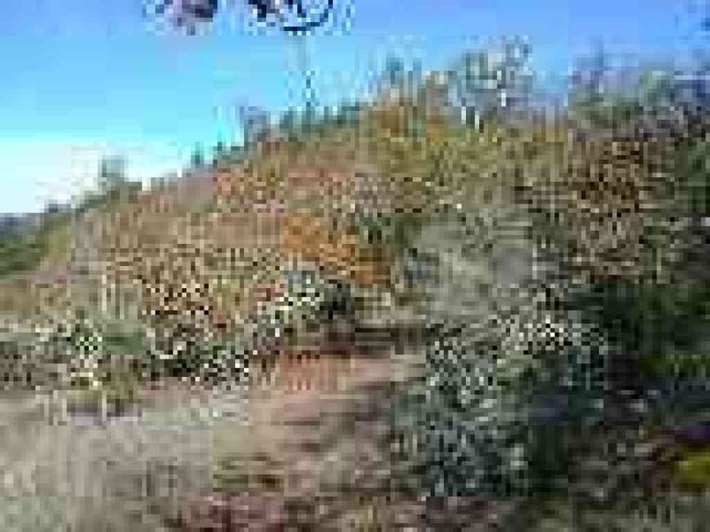 Black oaks