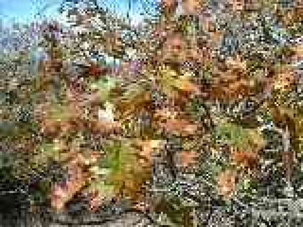 Black oak leaves