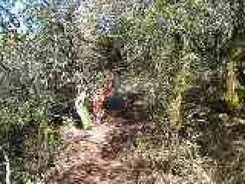 Manzanitas