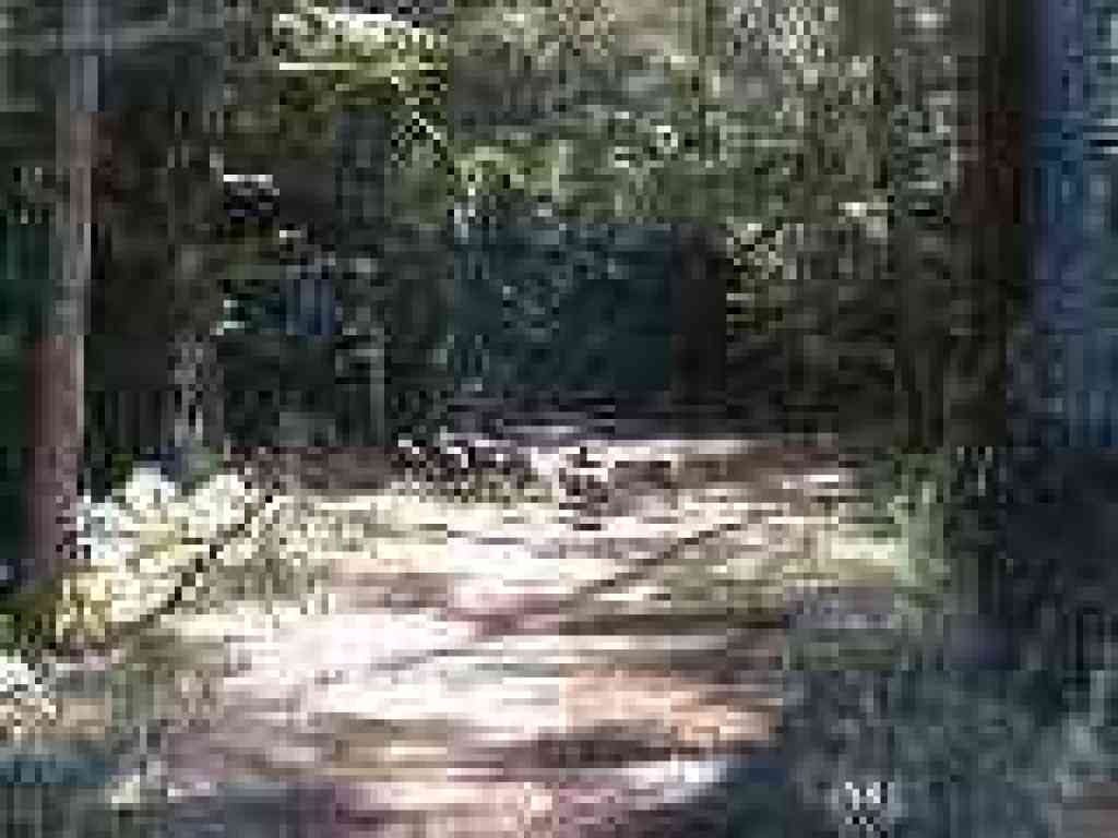 Turkeys
