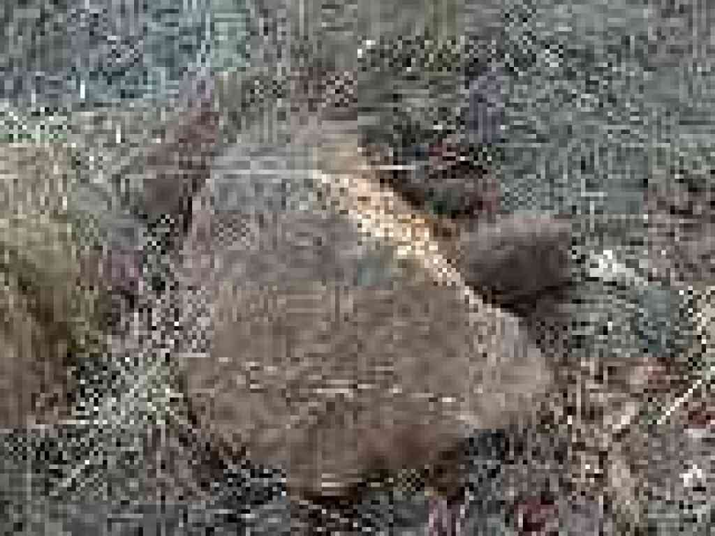 Volcanic-looking rock