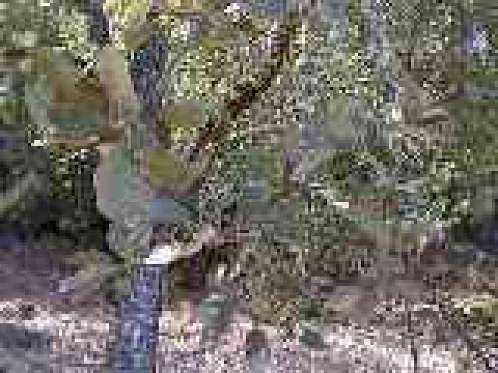 Blue oak