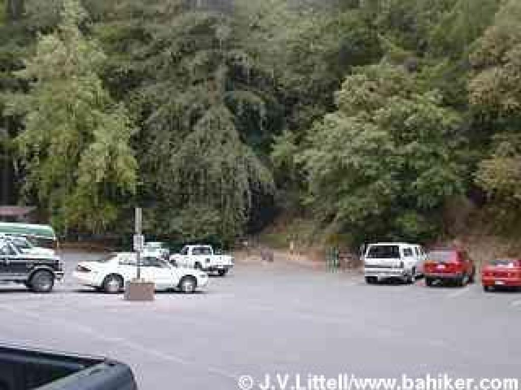 Photo of parking lot at Armstrong Redwoods State Reserve