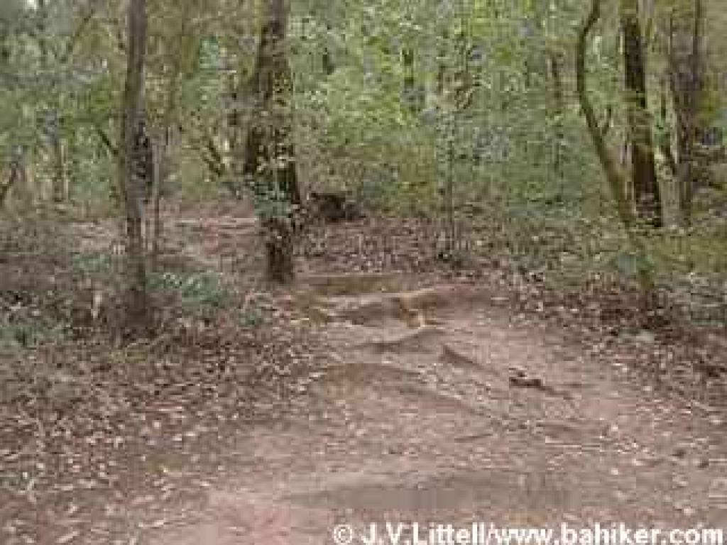 Photo of East Ridge Trail