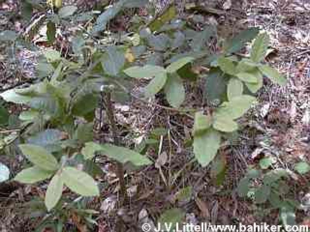 Tanoak photo