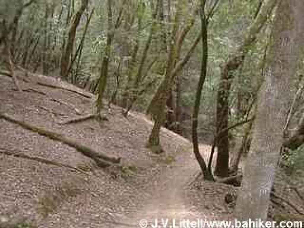 Photo of trail through California bays