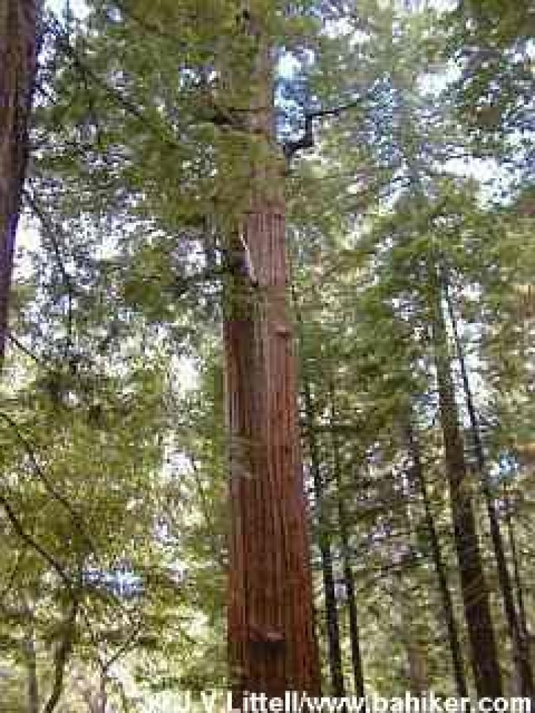 Redwood photo
