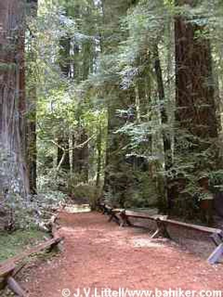 Photo of the Discovery Trail, which features old growth redwoods