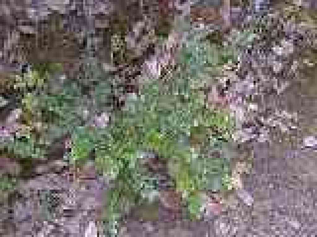 Huckleberry shrub