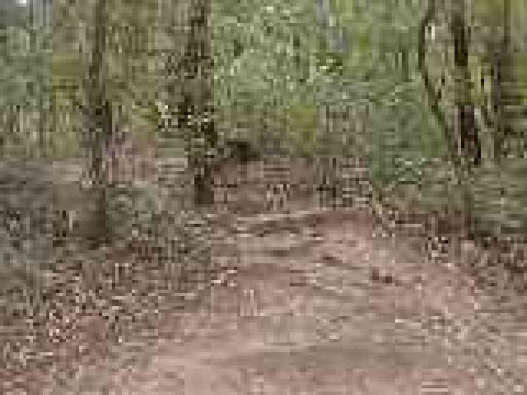 Exposed tree roots