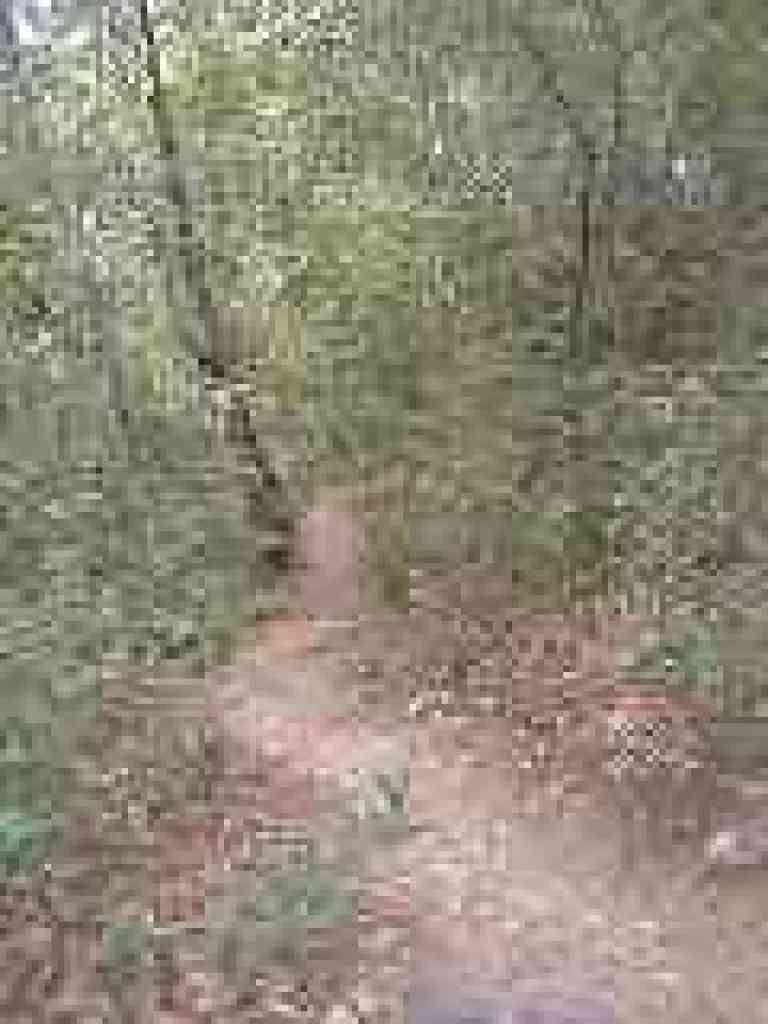 Overgrown section