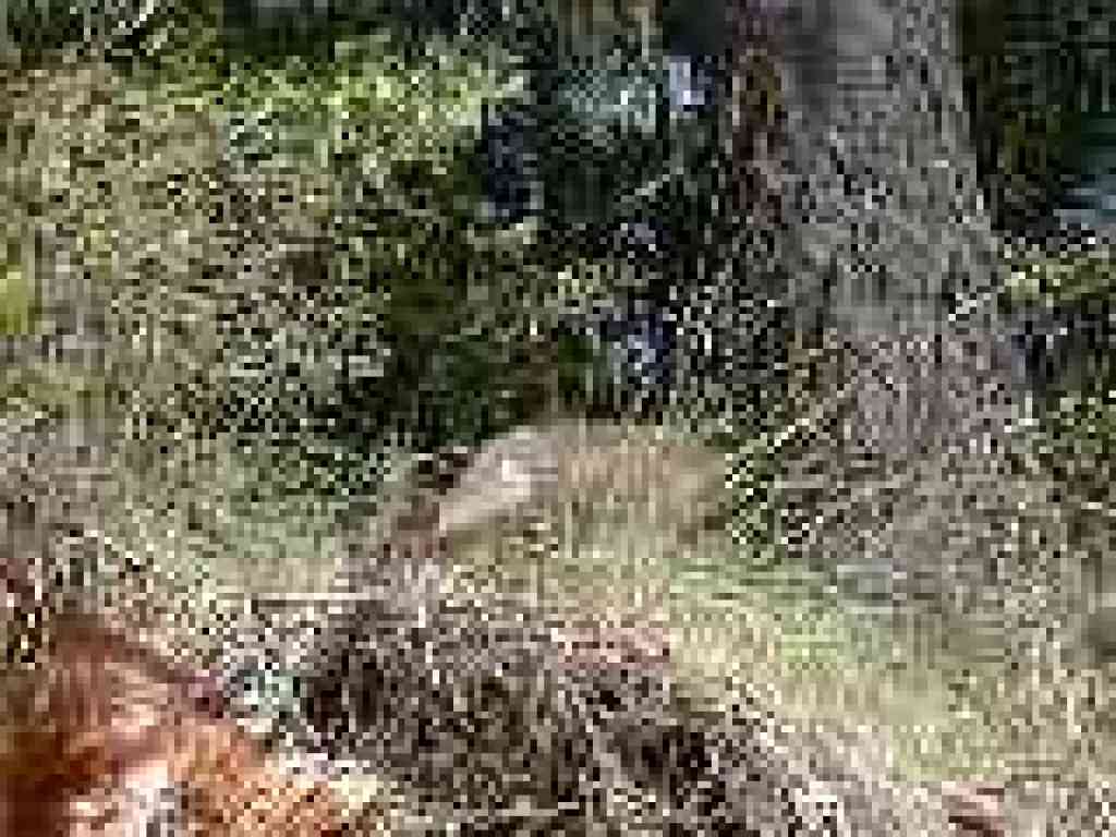 Deer