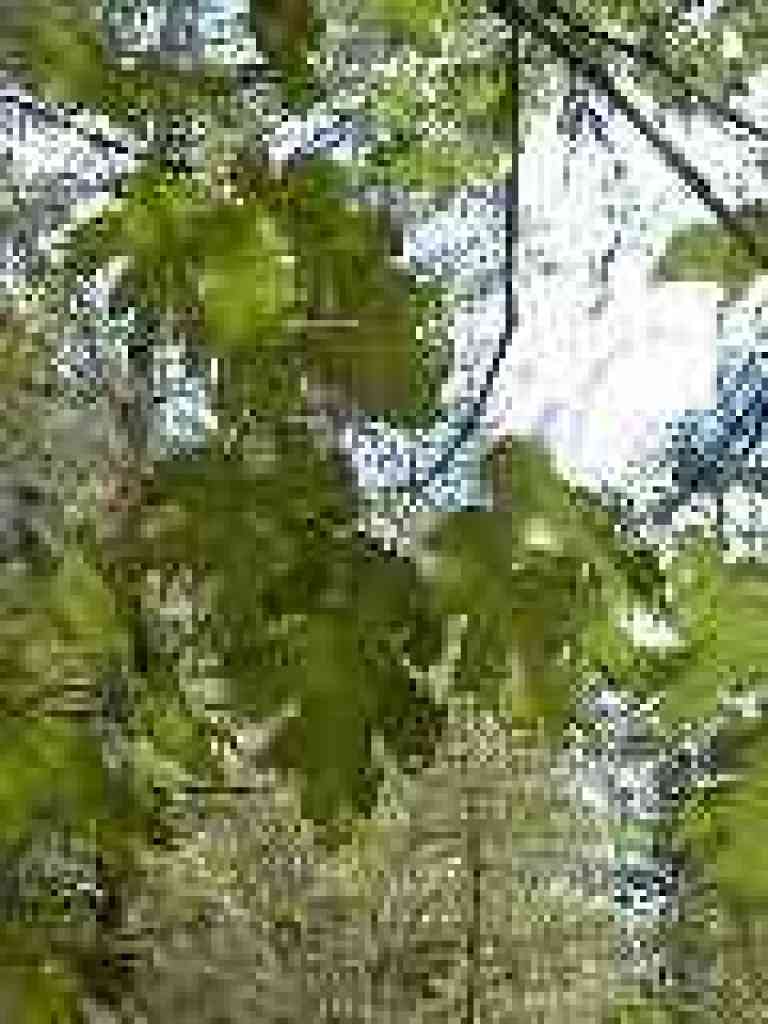 Oak