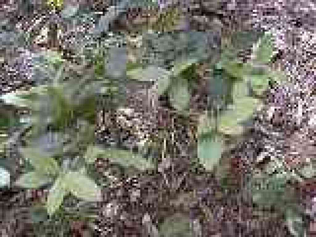 Tanoak