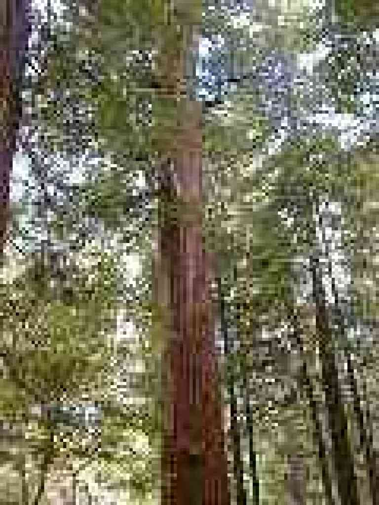 A giant redwood