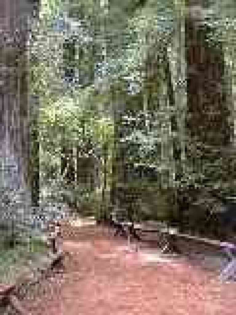 Among the giants