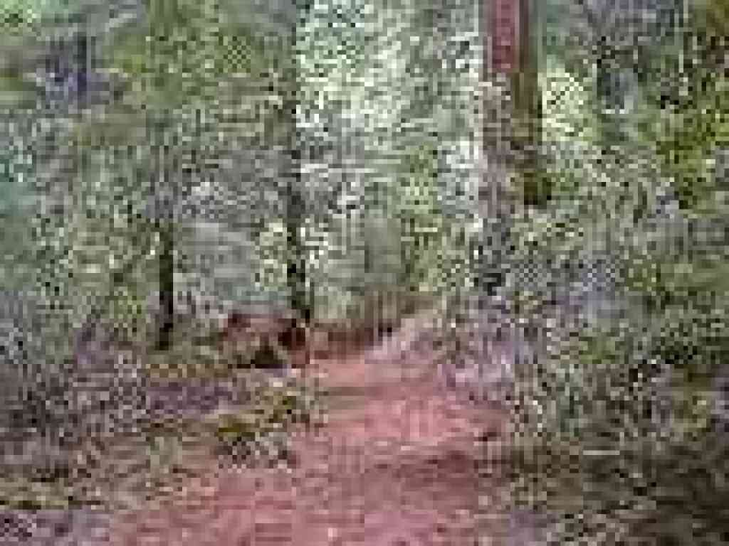 Redwood grove at Armstrong Redwoods Reserve