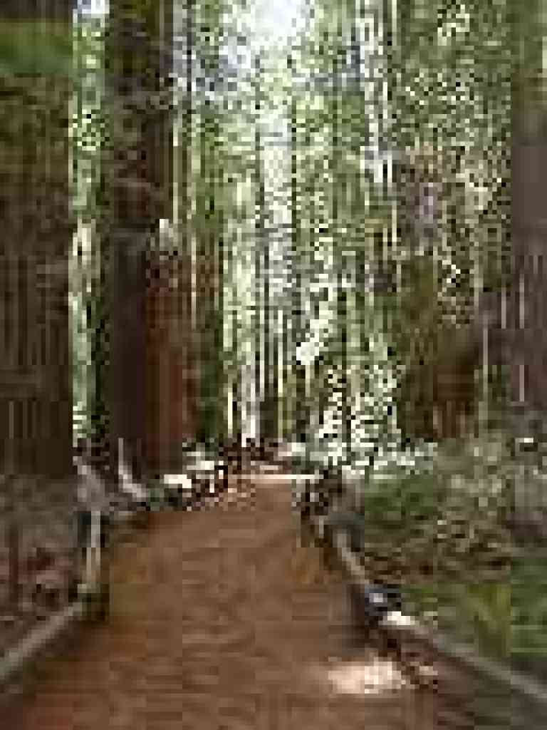 Beautiful grove