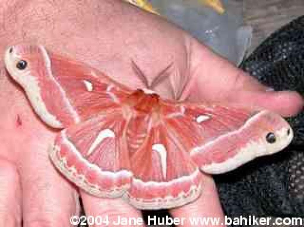 Ceanothus silkmoth