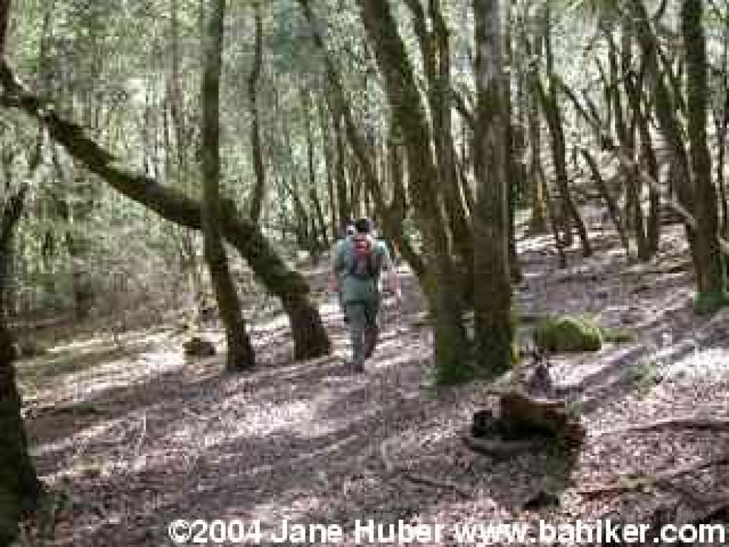 Gilliam Creek Trail