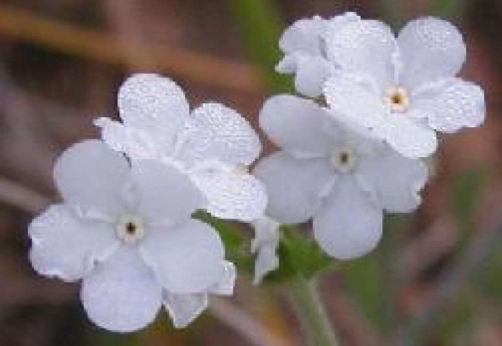 Popcorn flowers photo
