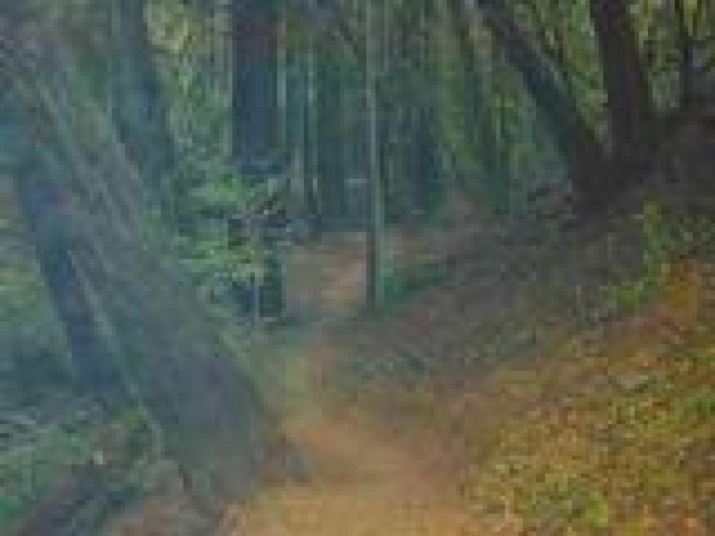 Trail winds through redwoods