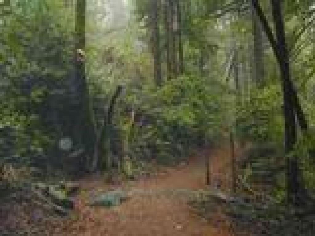 Remnants of a fenceline