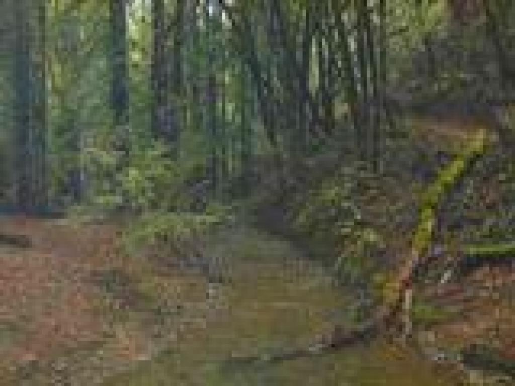 At the junction with Ladybug Trail