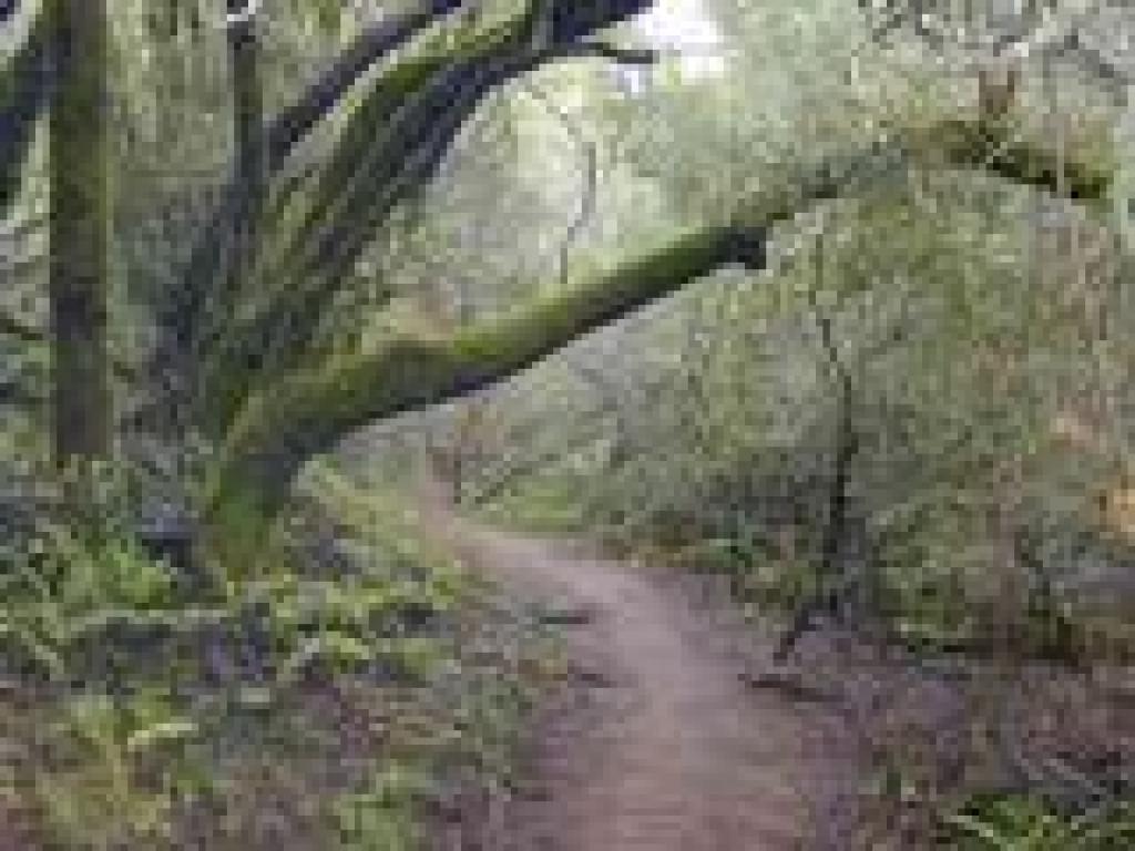 Moss covered trees grace the trail