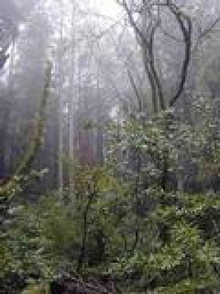 Huge trees tower overhead