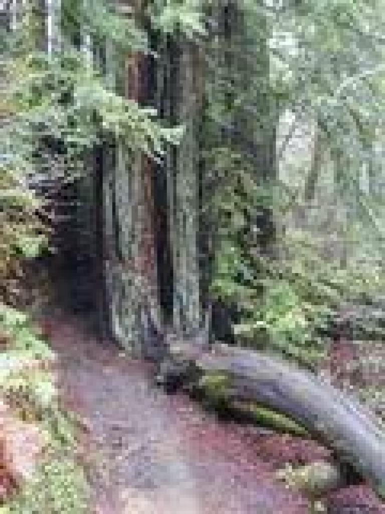 Squeezing past some redwoods