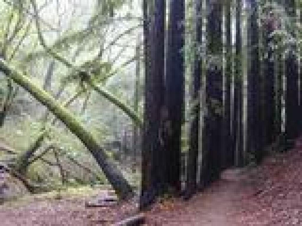Redwoods and madrones