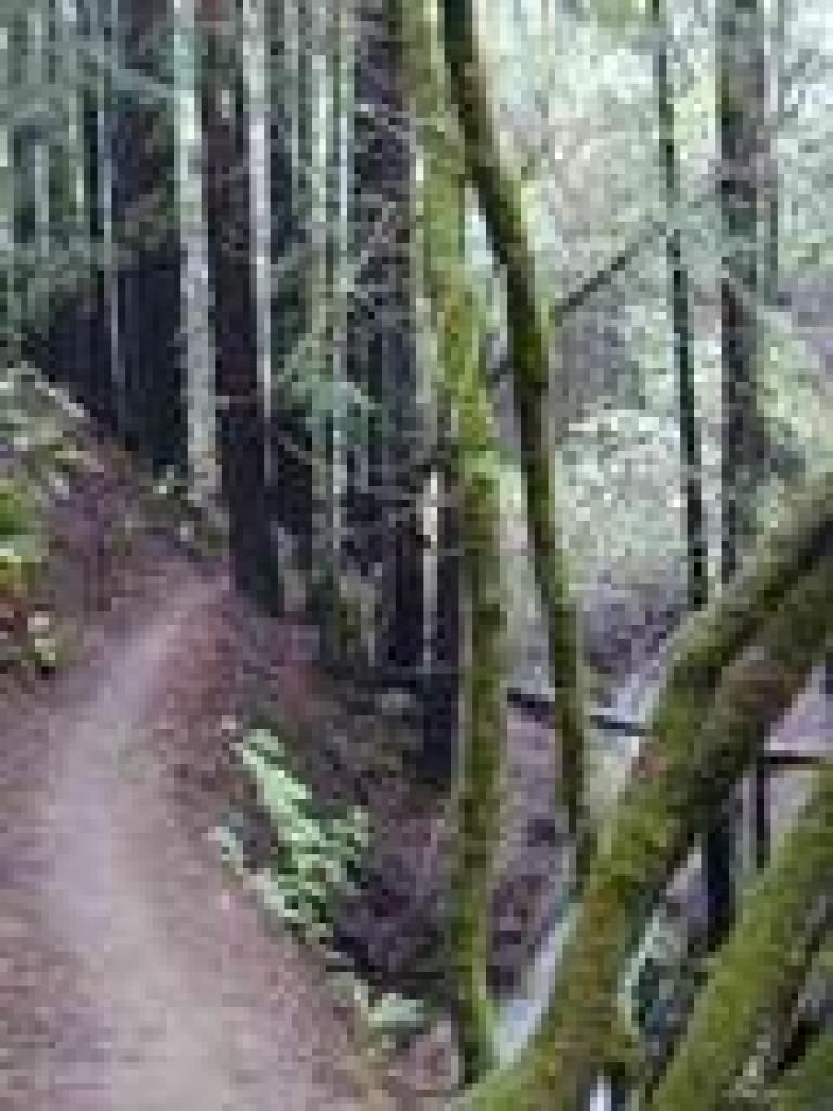 On a bank above the creek