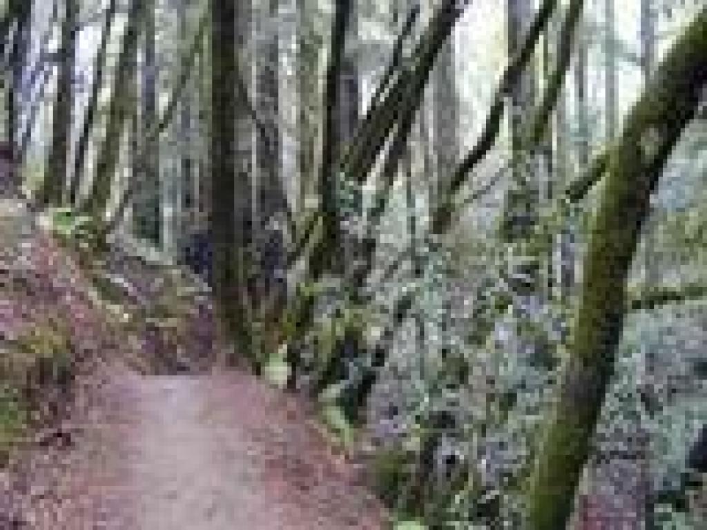 Dawn Falls Trail