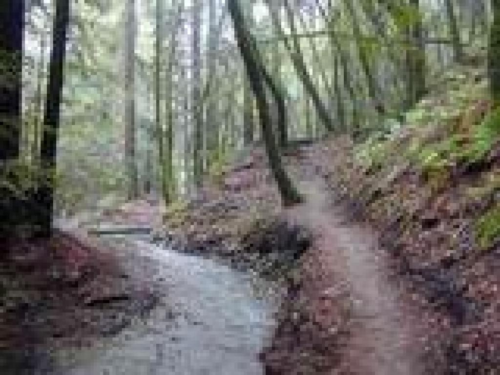 Near junction with Ladybug Trail