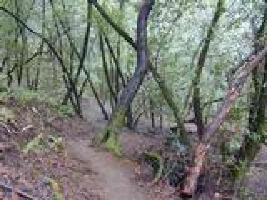 Winding through the woods