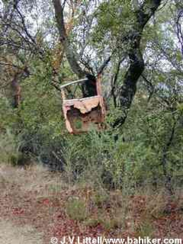 Car door in a tree