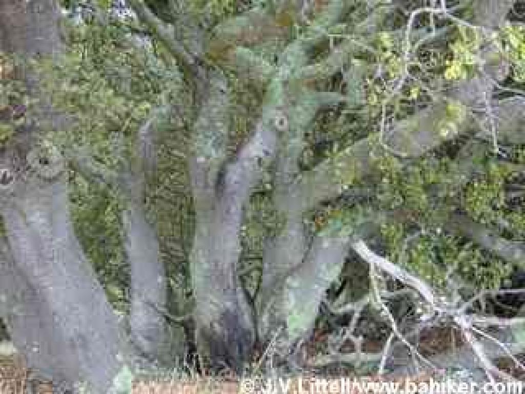 Coast live oaks