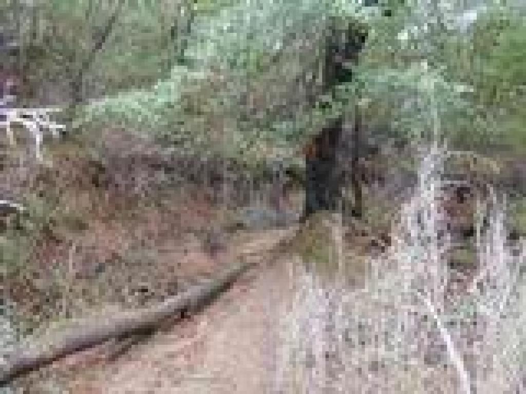 Downed trees block the trail