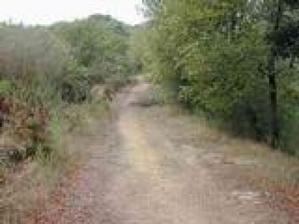 Tree on trail