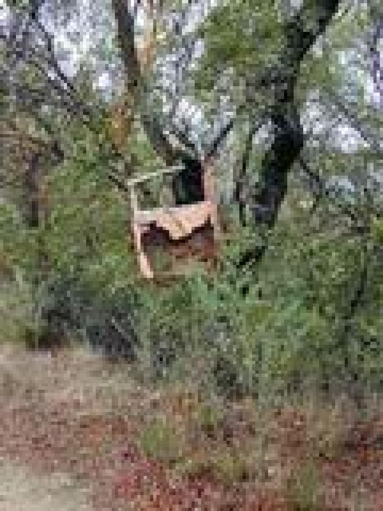 Car door in a tree