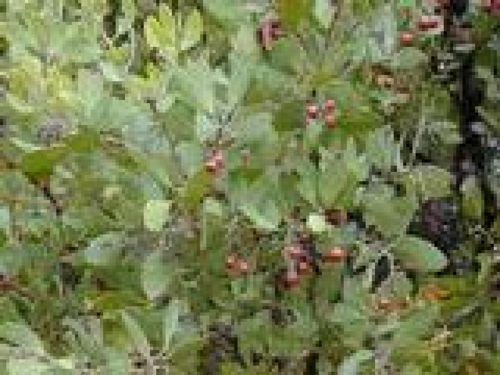 Manzanita
