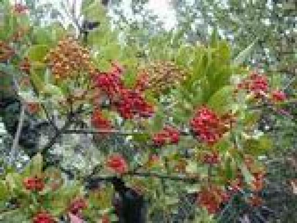 Toyon