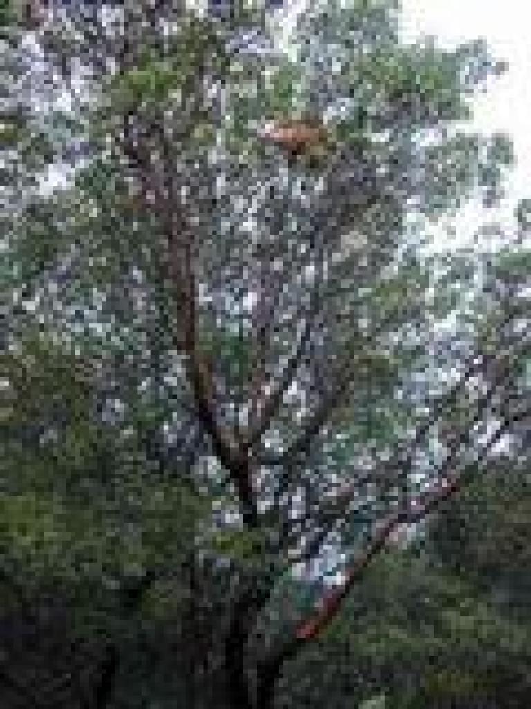 Cone in a tree