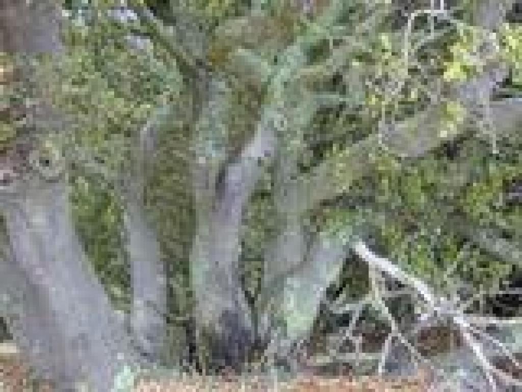 Coast live oaks